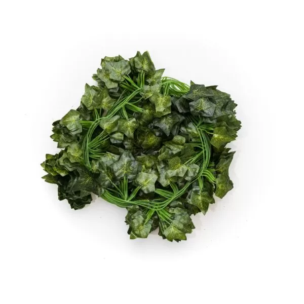 Enredadera rosarina - Image 2